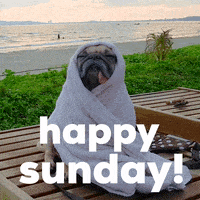 Happy Sunday Dog GIF by Sealed with a GIF