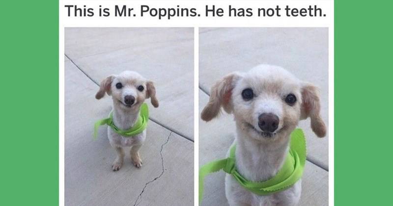 mr poppins
